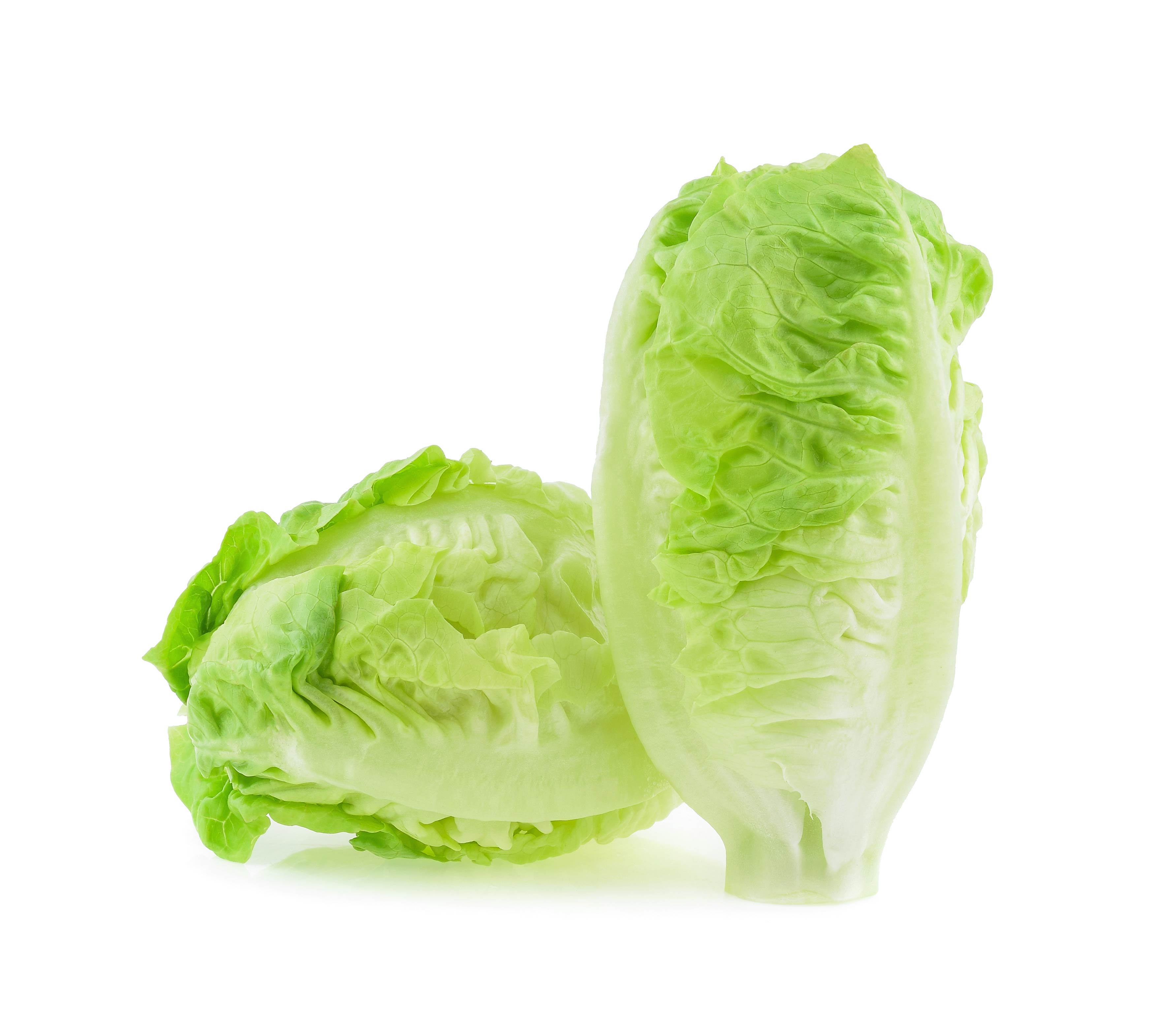 sucrine lettuce